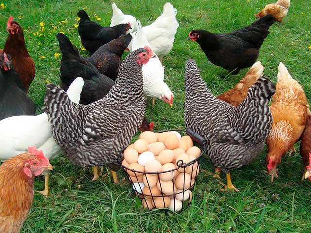 Содержание кур и уход за ними | ЗооТом - продажа, вязка и услуги для животных в Чехове
