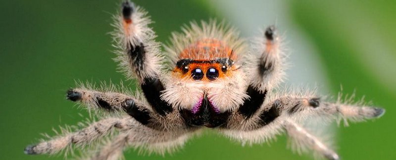 Все о пауках в Чехове | ЗооТом портал о животных